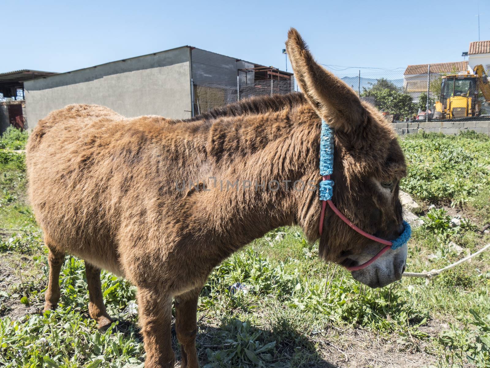 Donkey in the field