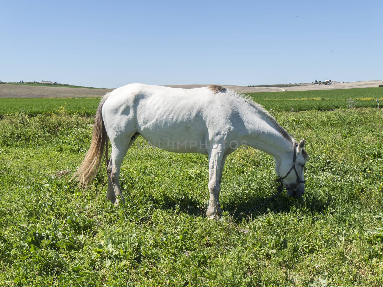 White horse in field, sunny day