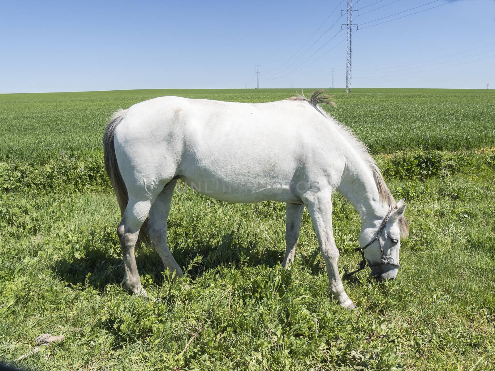White horse in field, sunny day