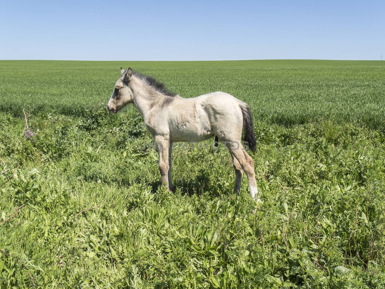 Free foal in the field