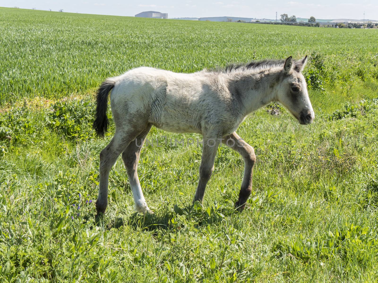 Free foal in the field