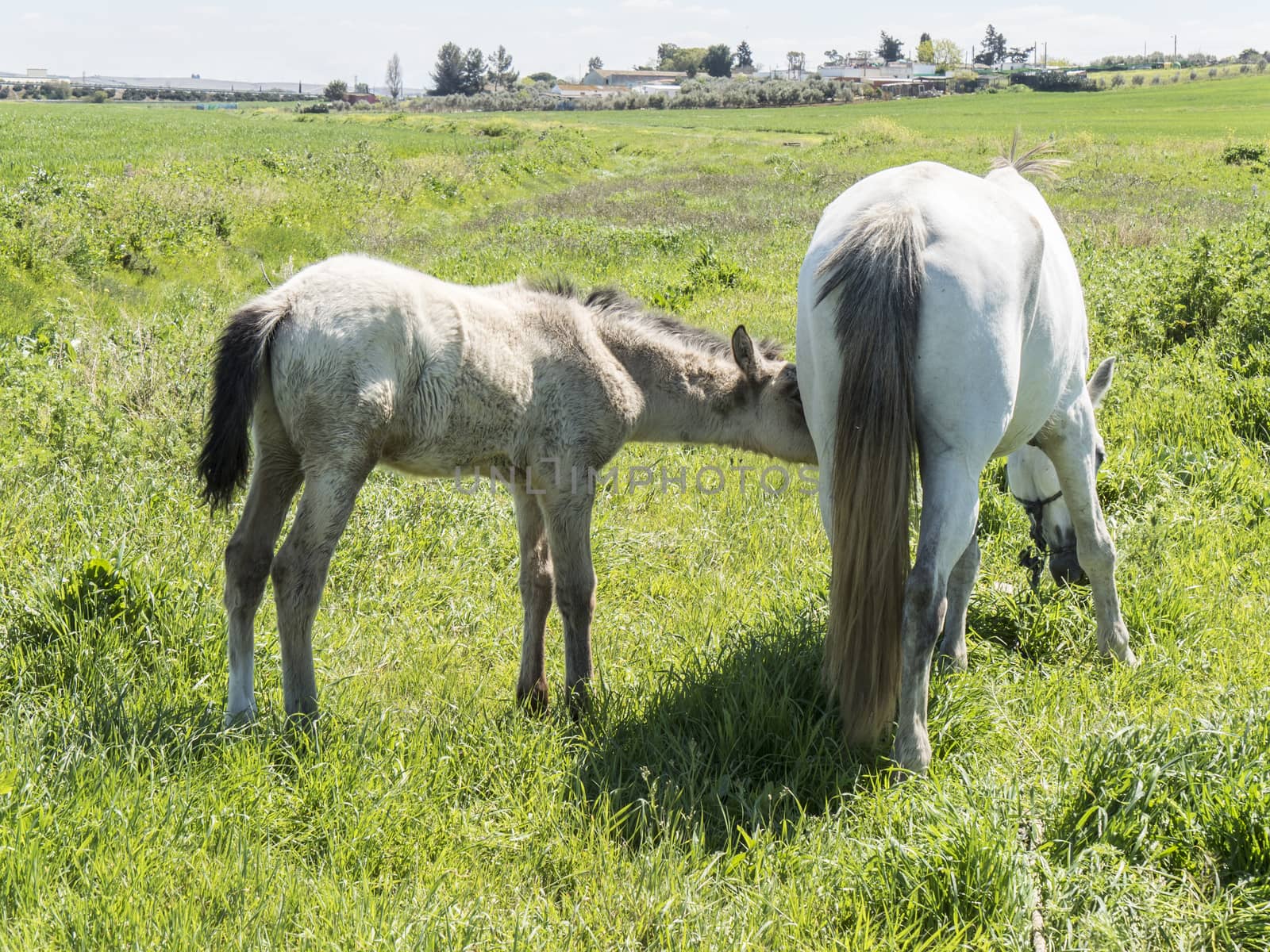 Mare with her foal in the field