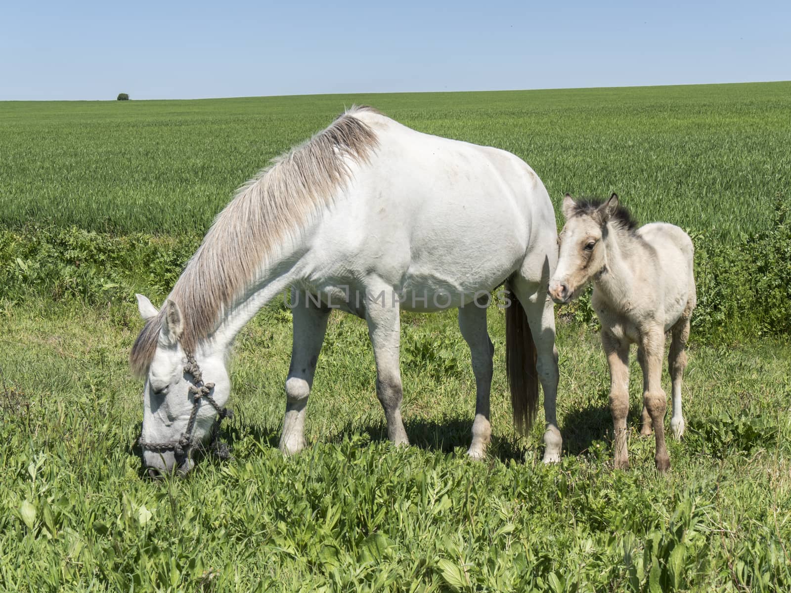 Mare with her foal in the field