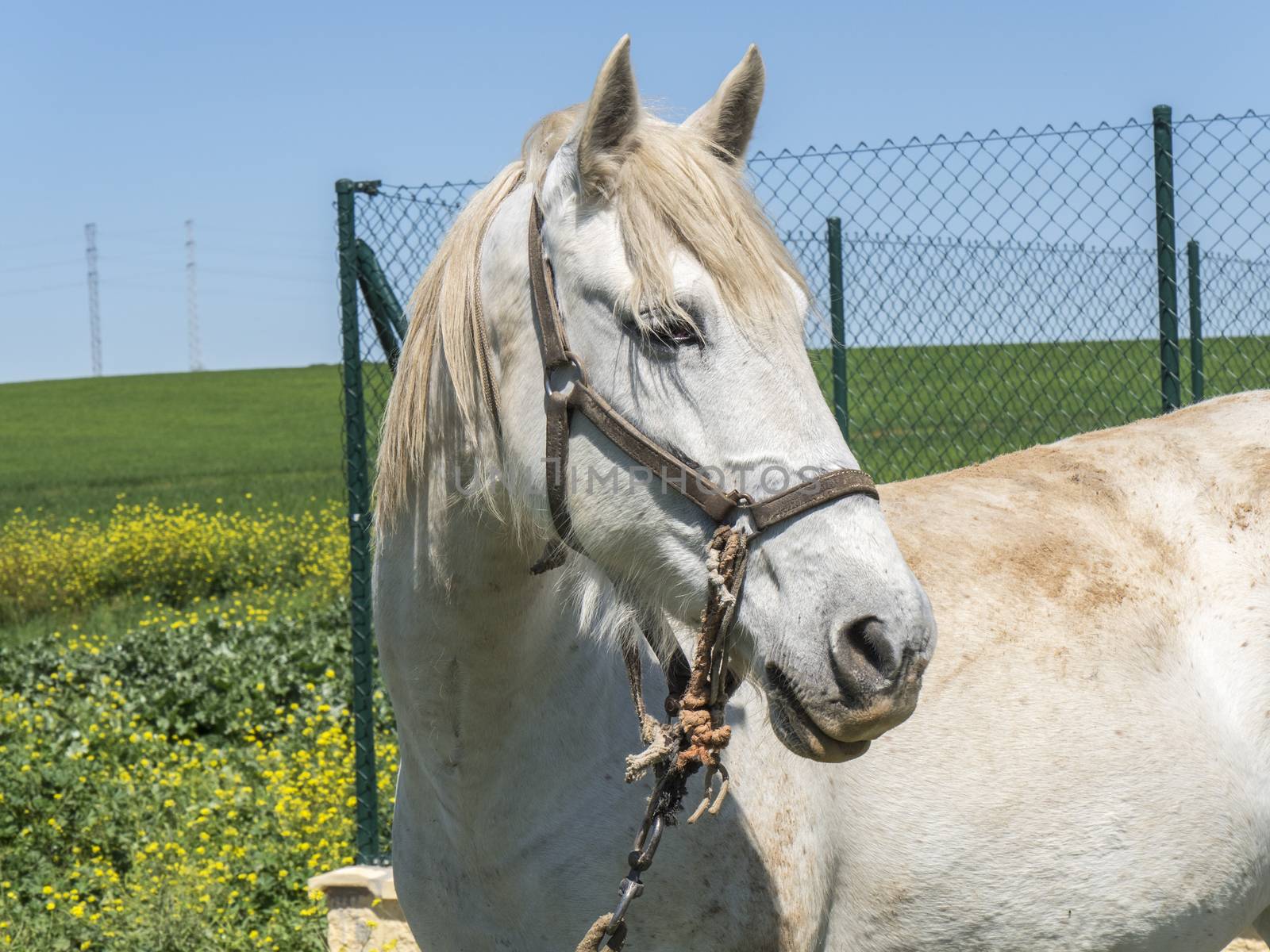 White horse in field, sunny day