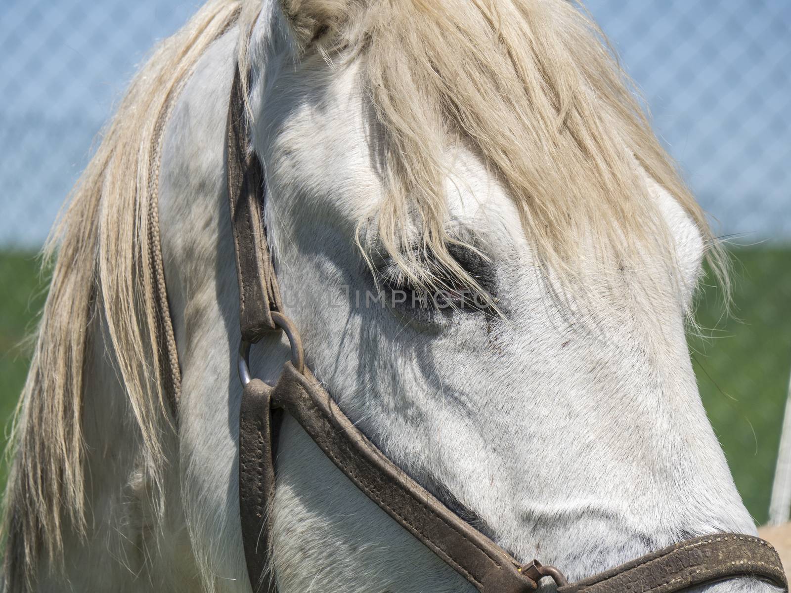 White horse in field, sunny day