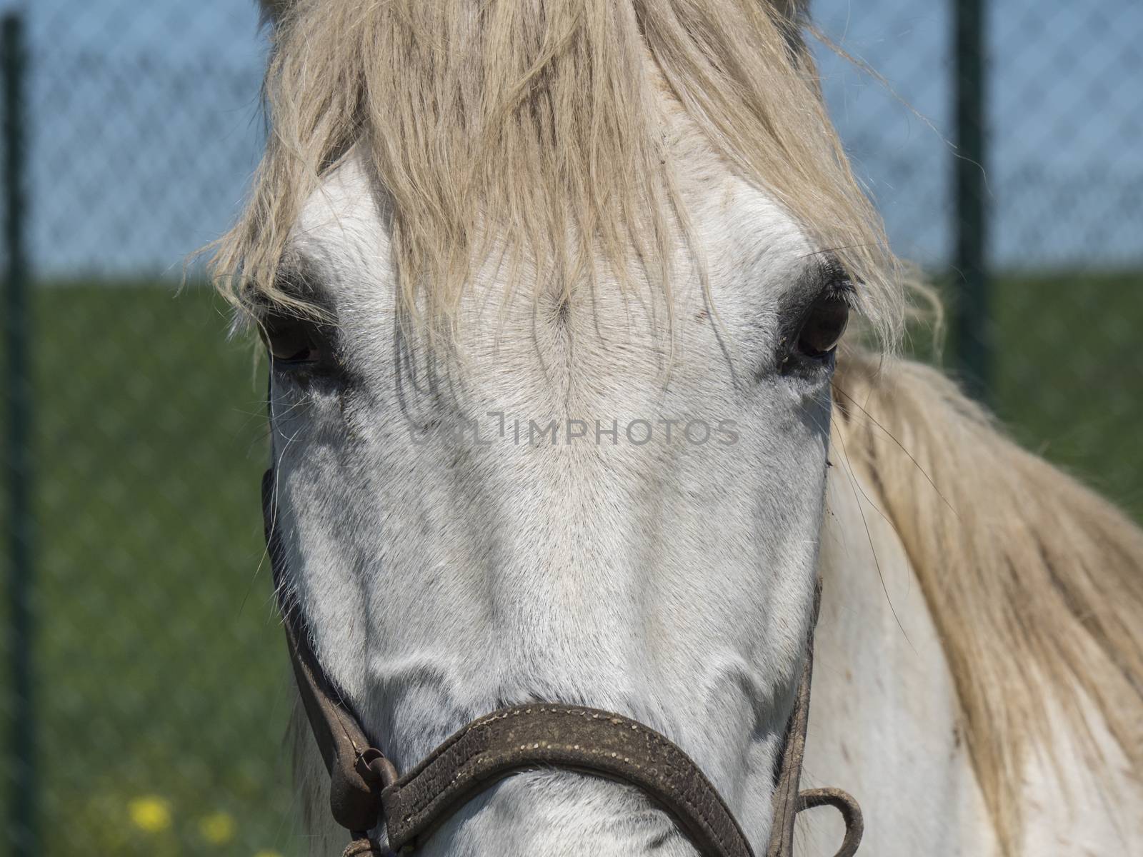 White horse in field, sunny day