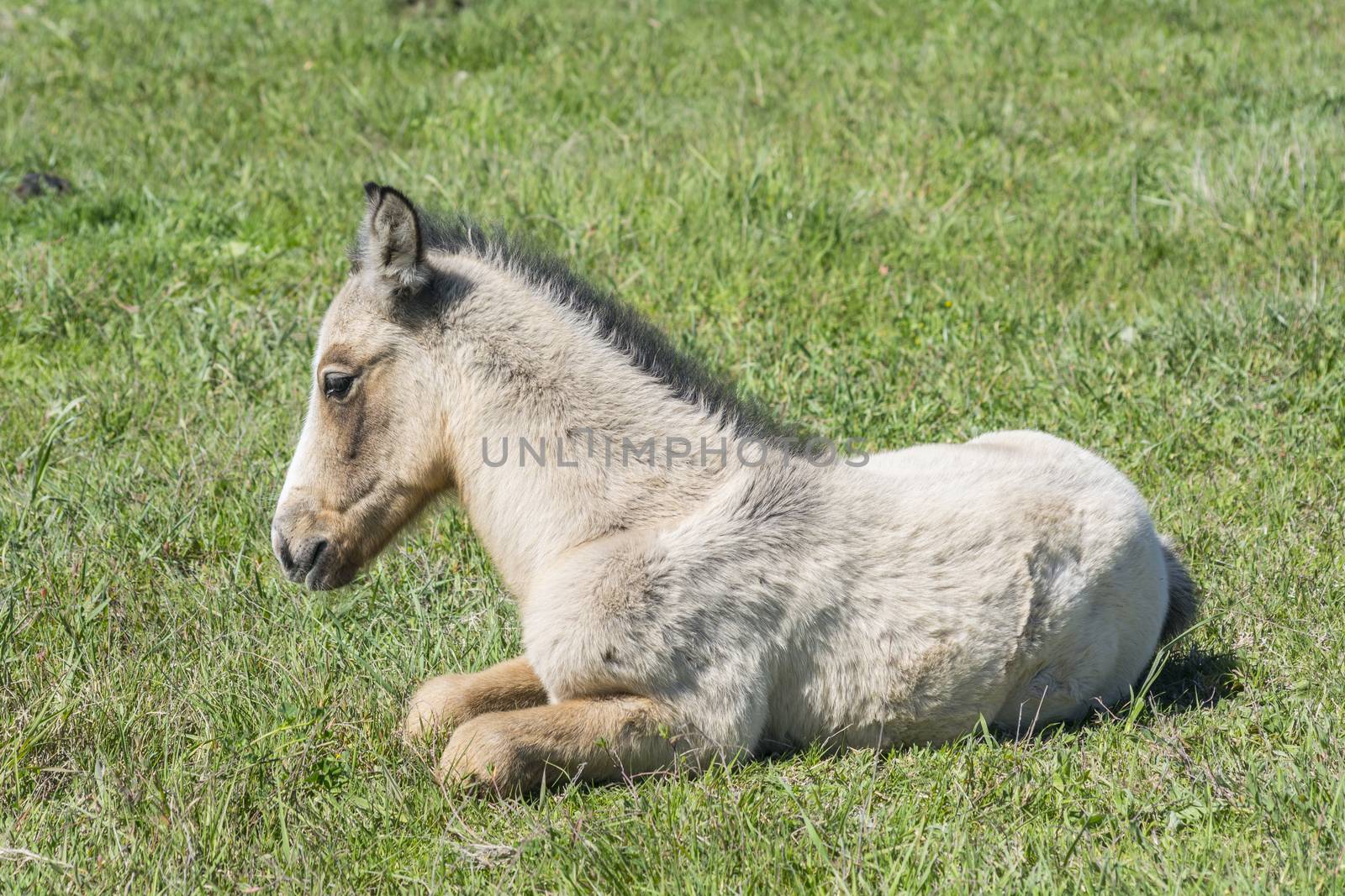 Free colt lying in the countryside, wildlife