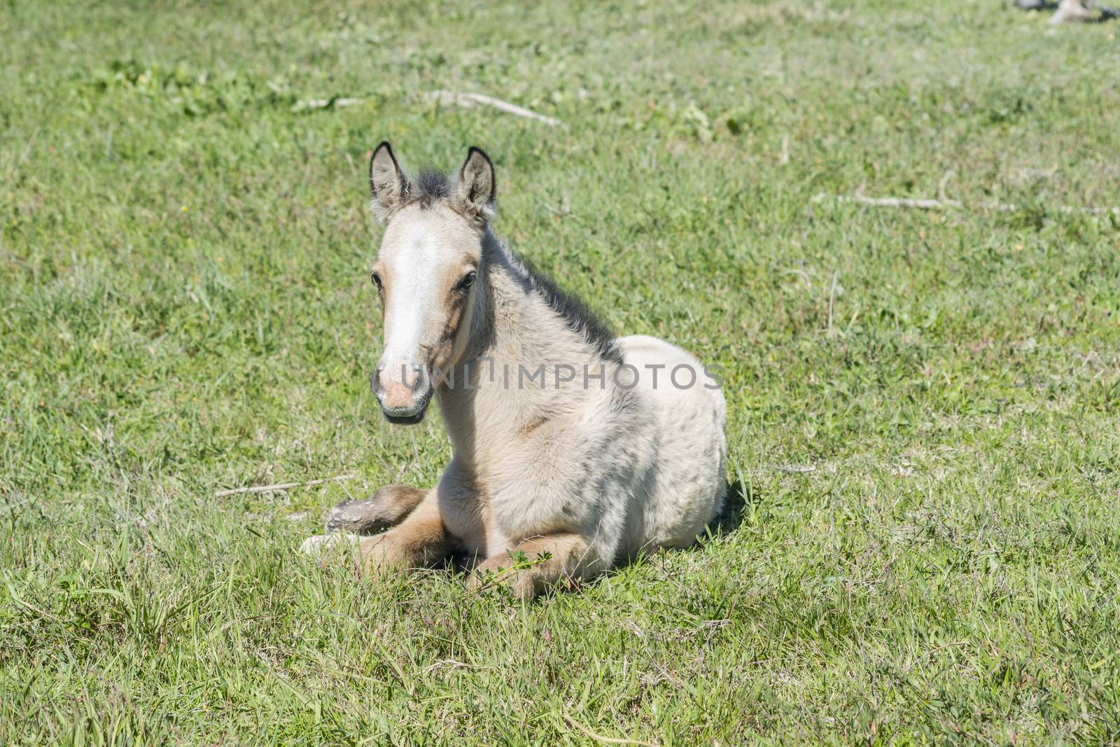 Free colt lying in the countryside, wildlife