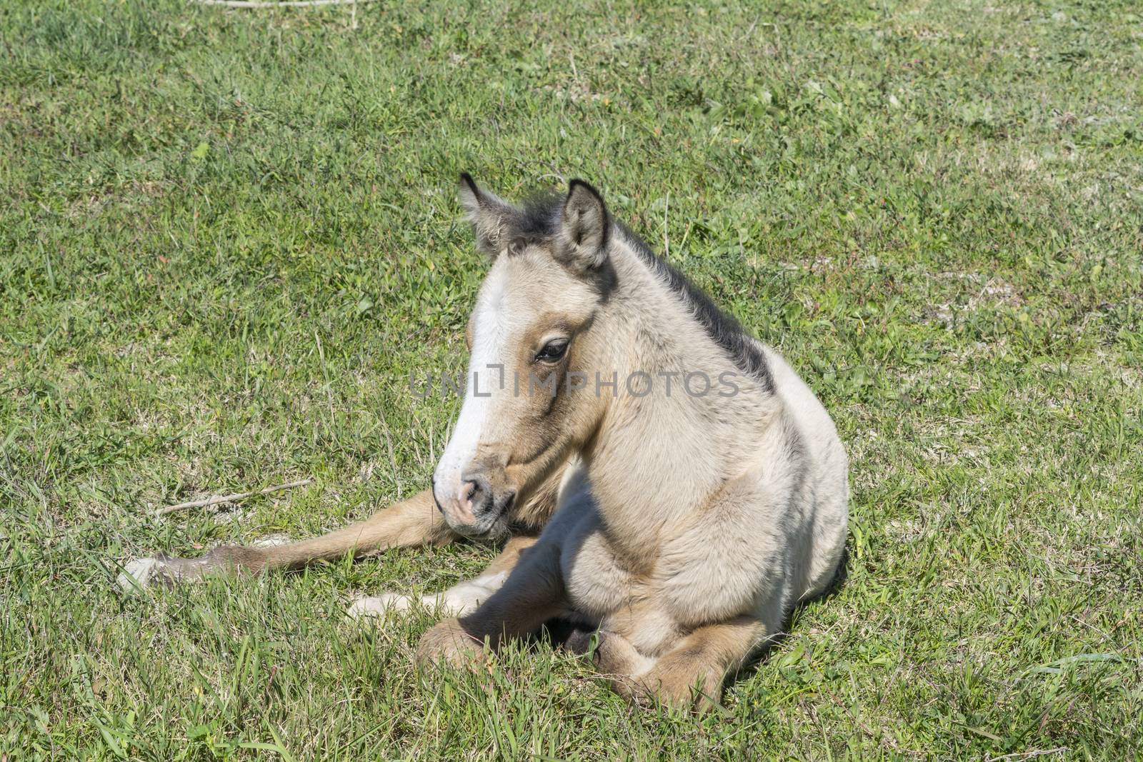 Free colt lying in the countryside, wildlife