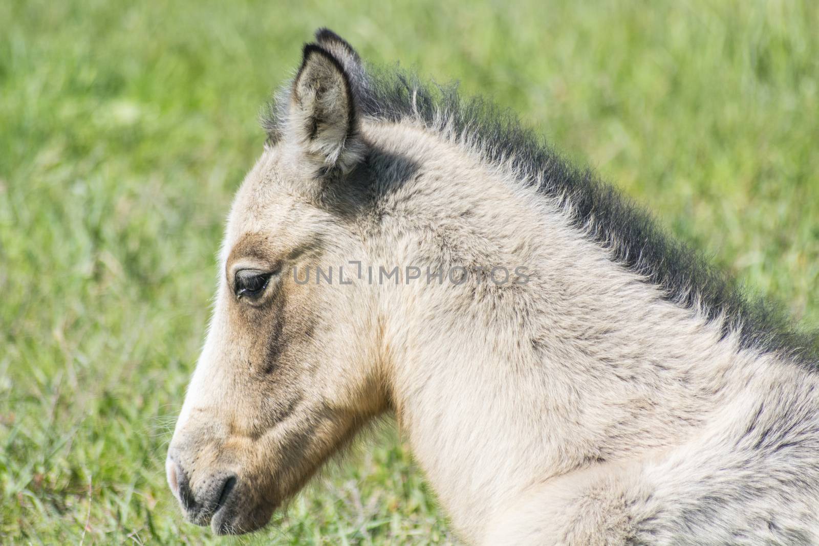 Head foal in freedom in the field