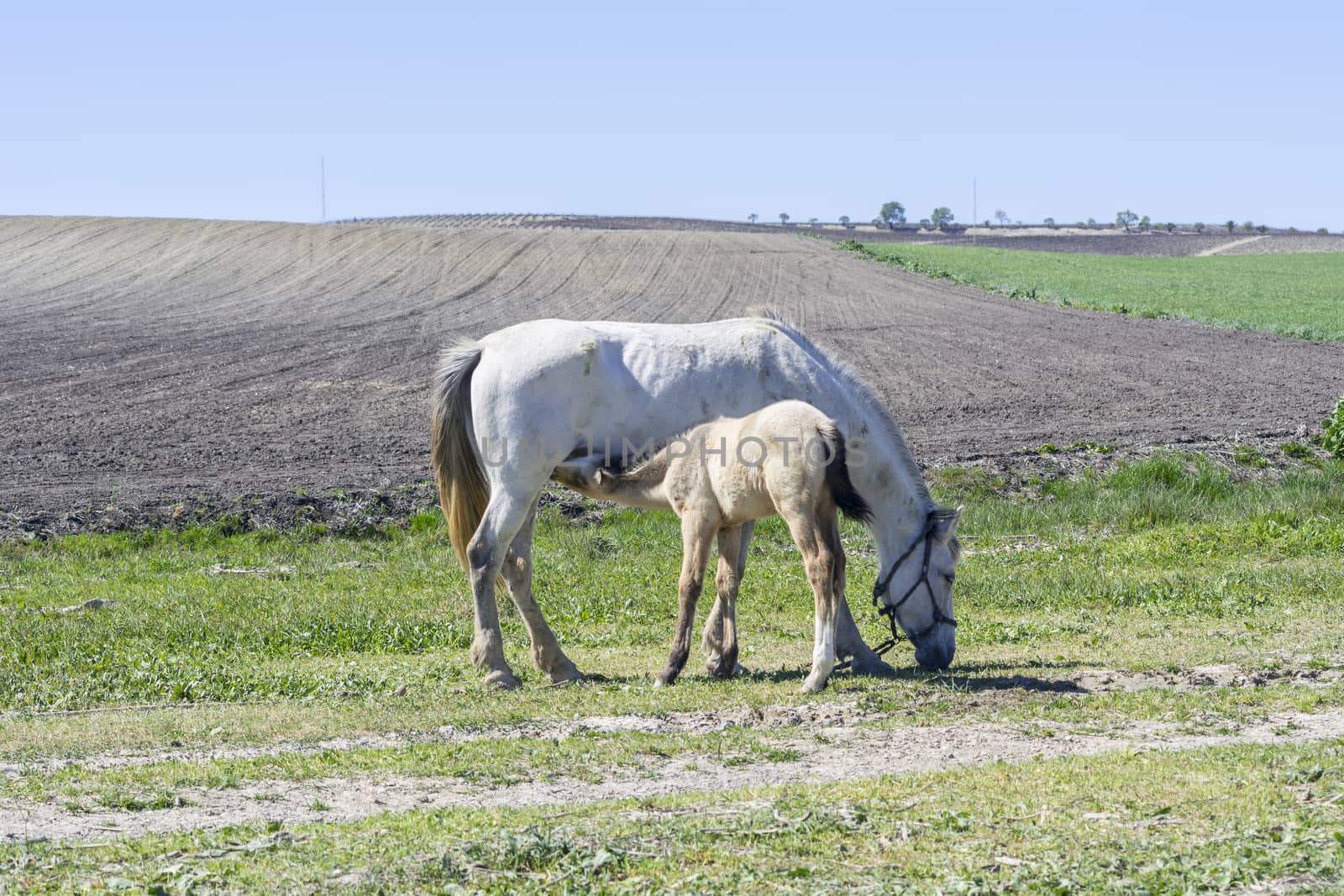 Foal suckling his mother grazing, in a sunny day in a field