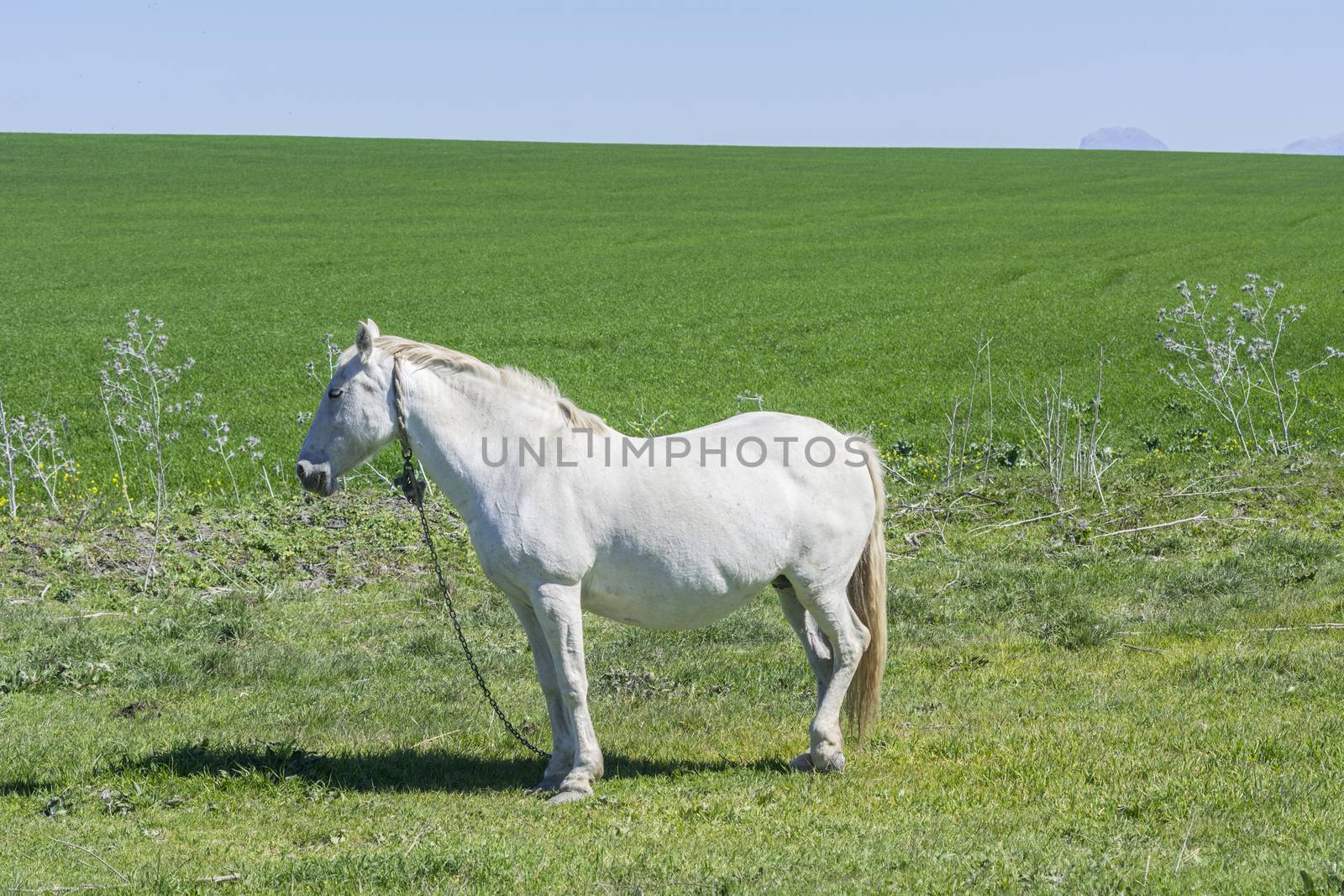 White horse in the countryside, staying relaxed