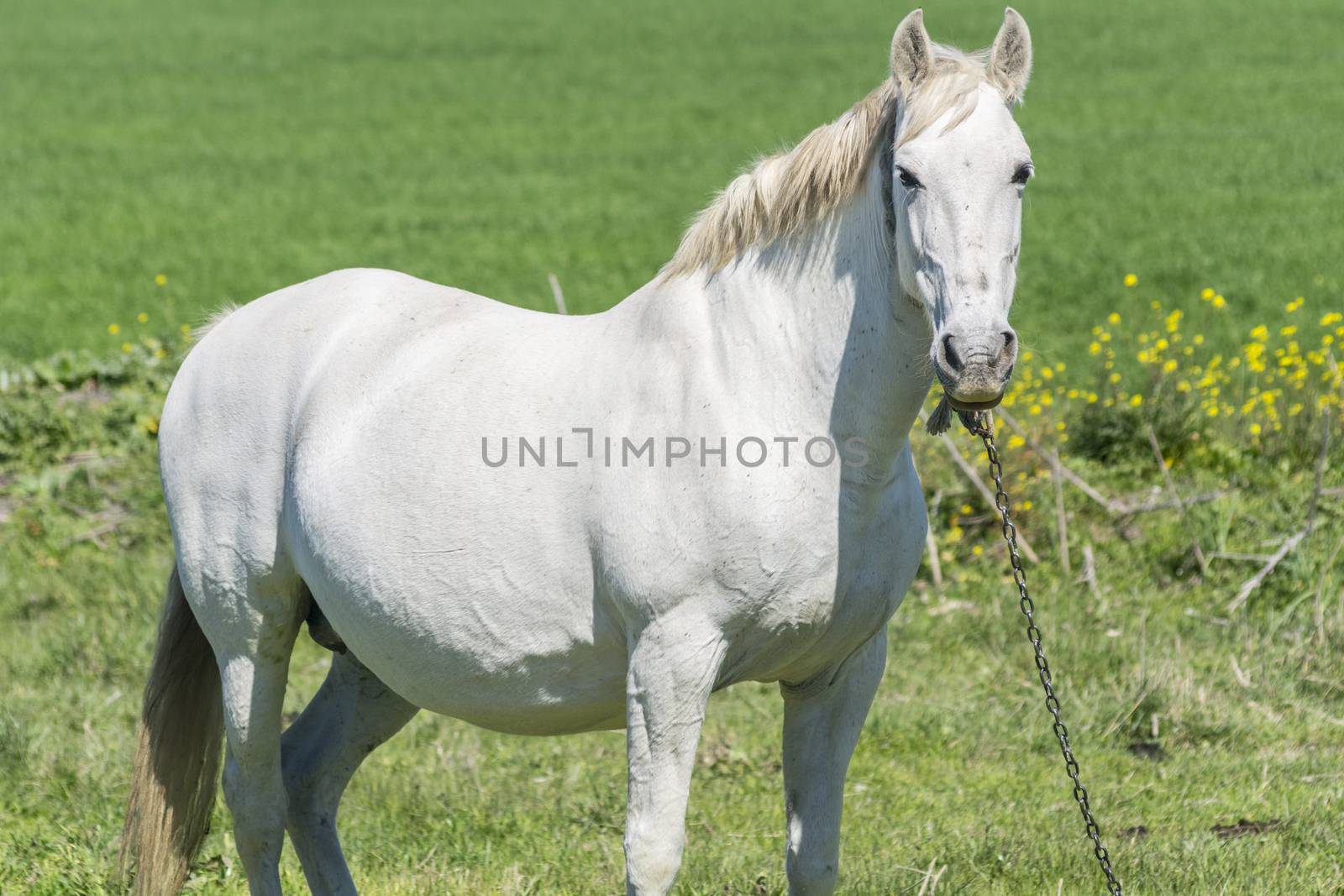 White horse in the countryside, staying relaxed