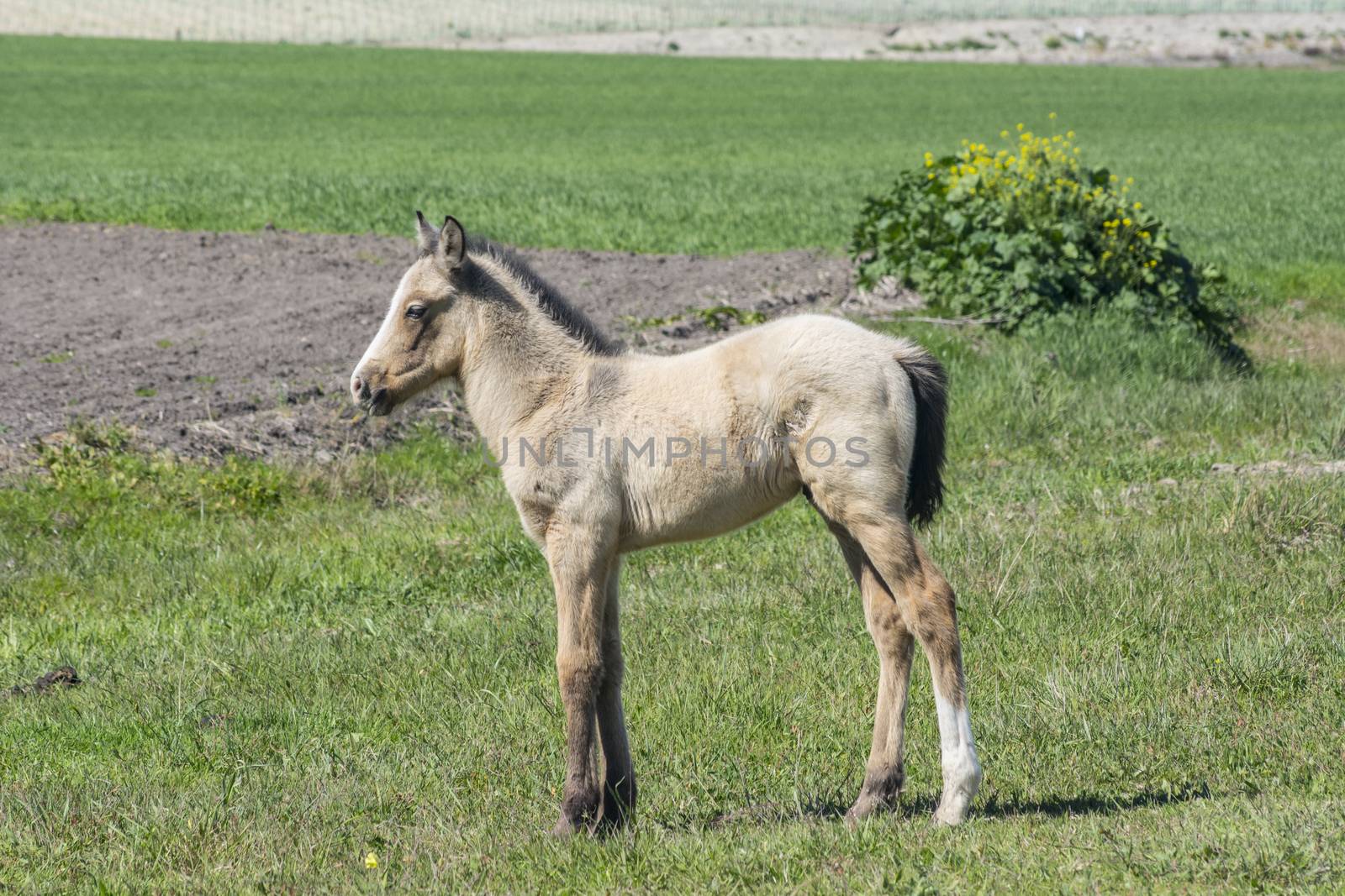 Free colt in the countryside, wildlife