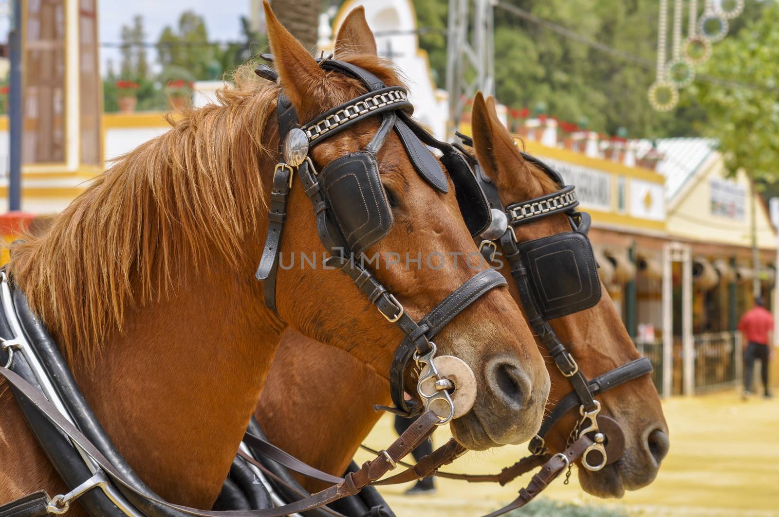 Horses festooned in fair, horse decked, Jerez de la Frontera