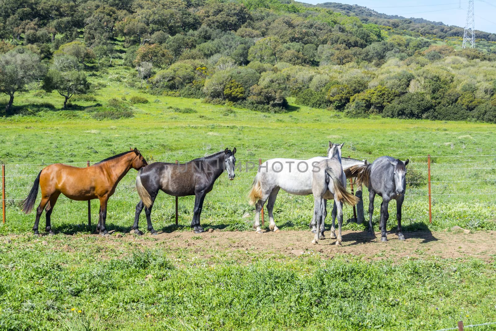 Herd of horses in a meadow