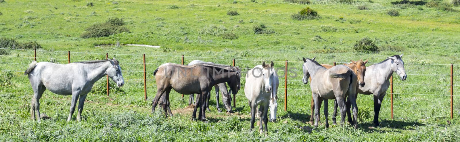 Herd of horses in a meadow by max8xam