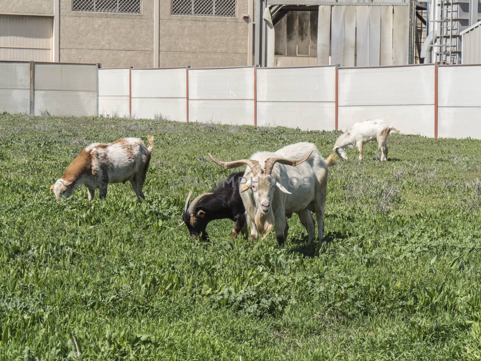 Goats grazing in a meadow