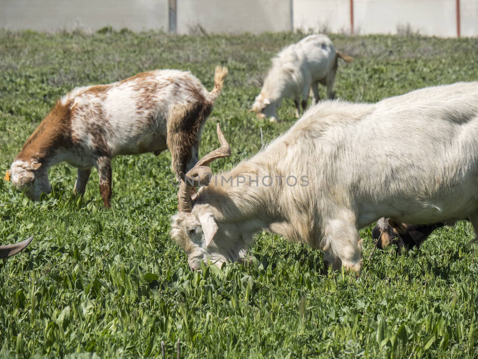 Goats grazing in a meadow