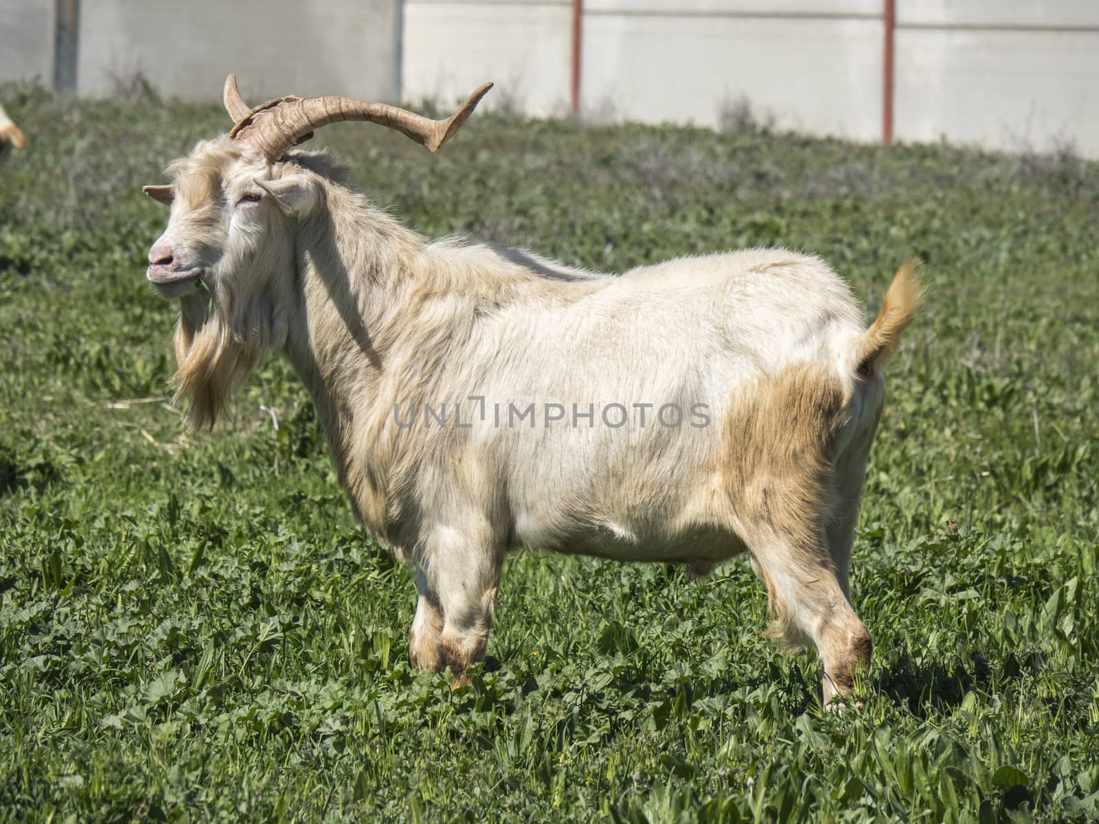 Goats grazing in a meadow