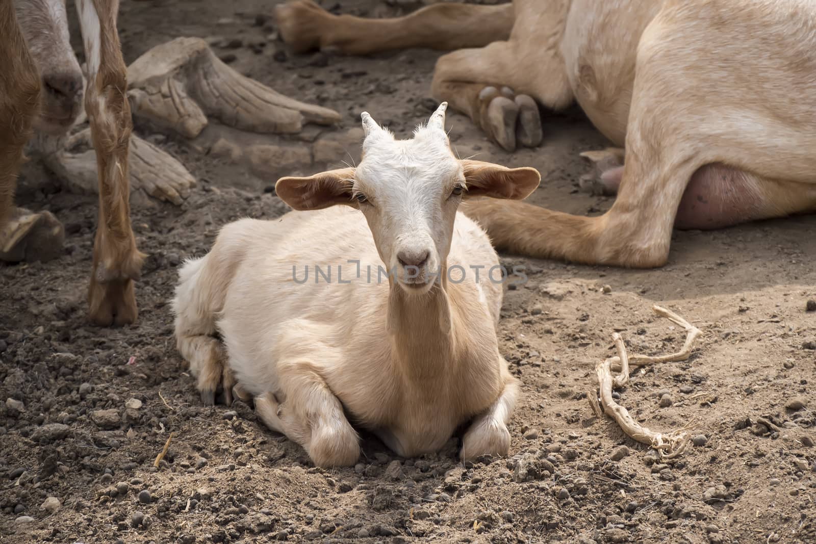 Goats lying resting