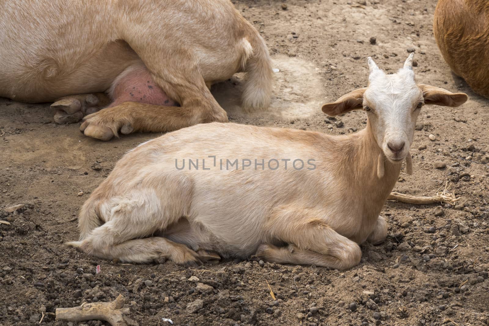 Goats lying resting