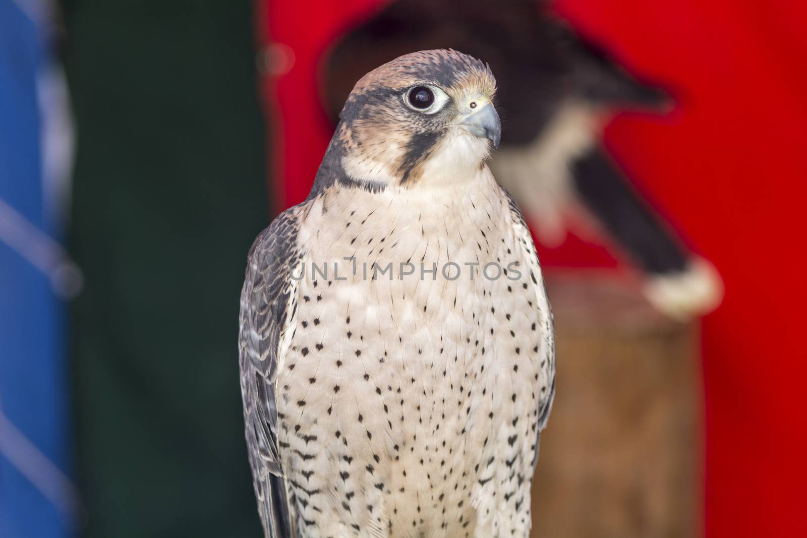 Falco tinnunculus with gray spots