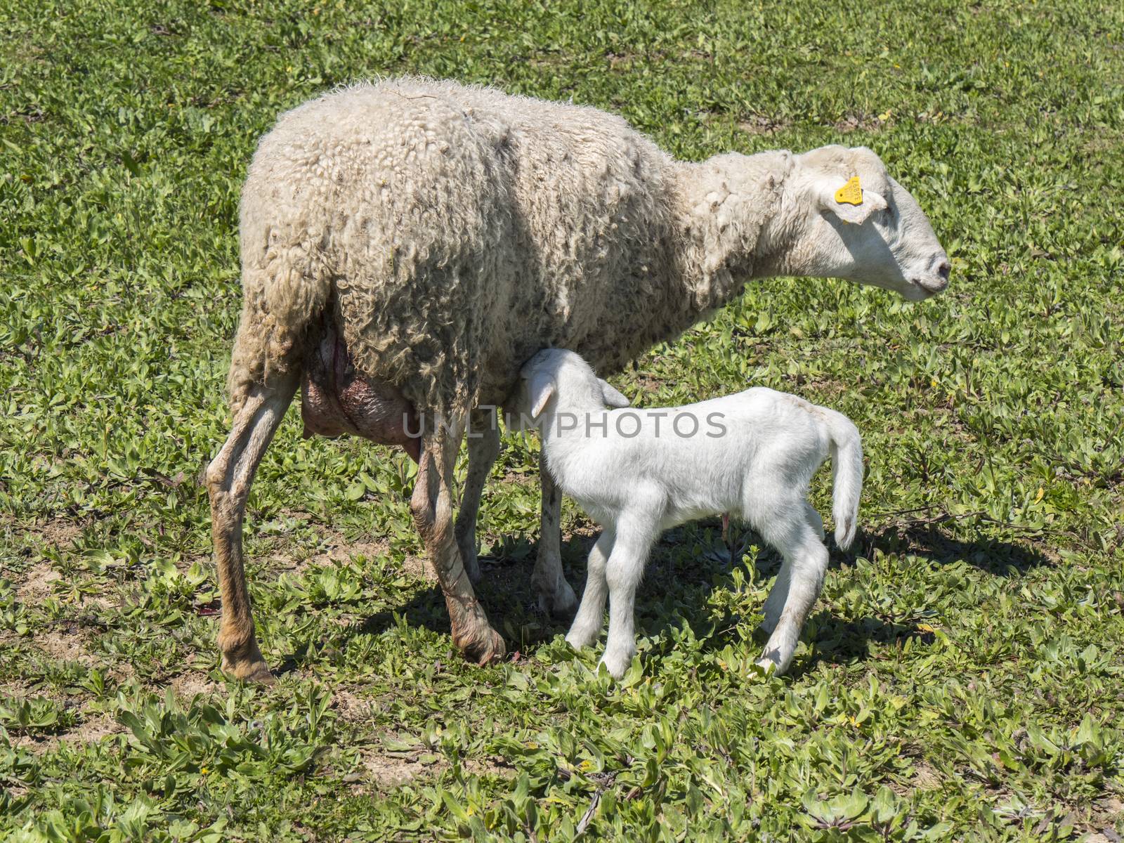 Newborn lamb with his mother in a meadow