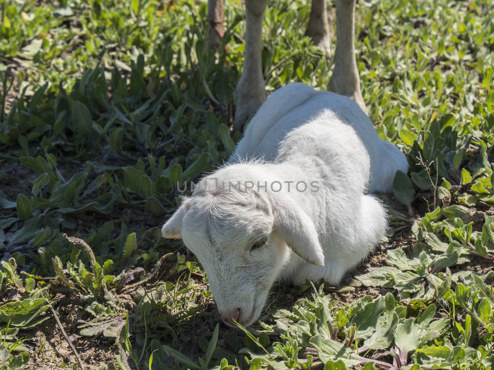 Newborn lamb in a meadow
