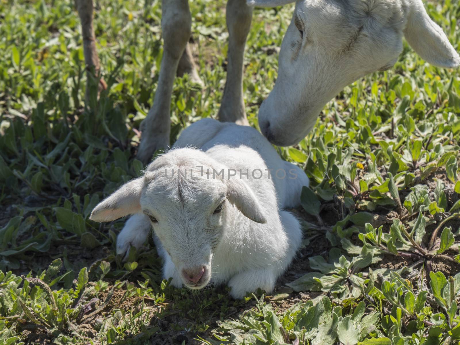 Newborn lamb with his mother in a meadow