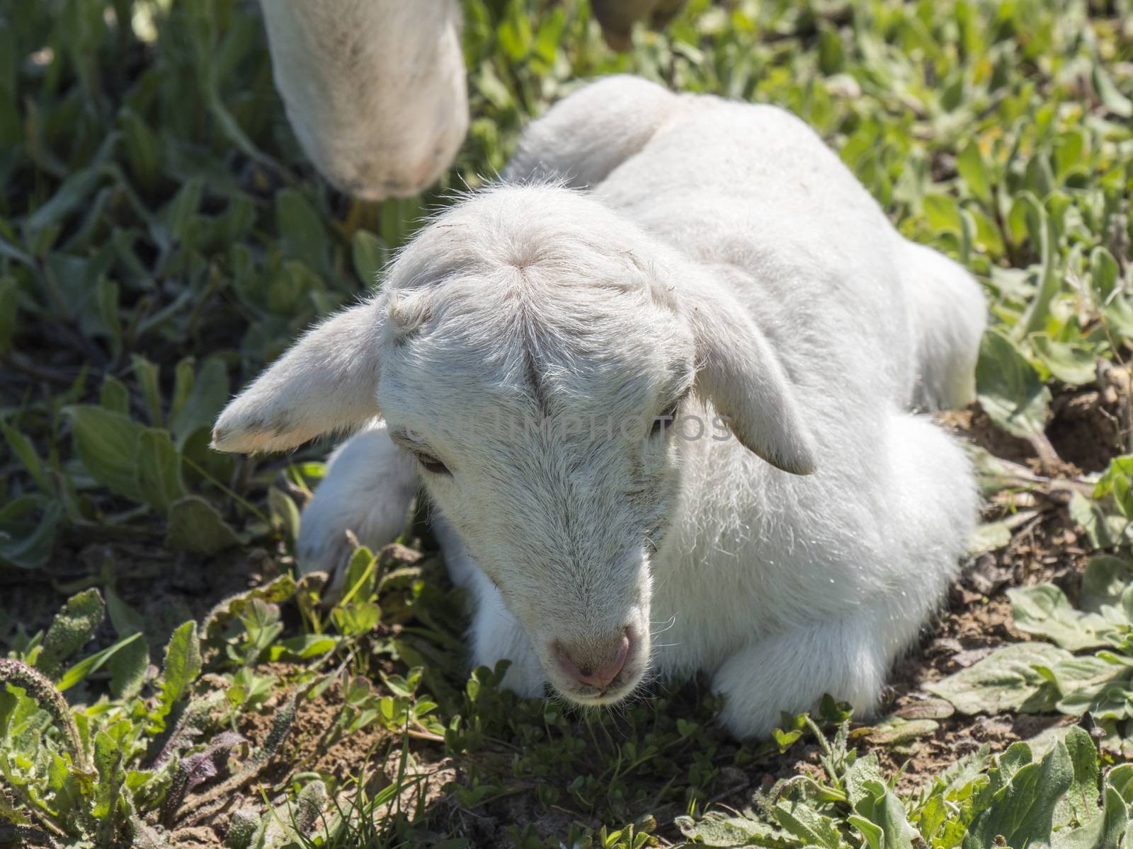 Newborn lamb in a meadow
