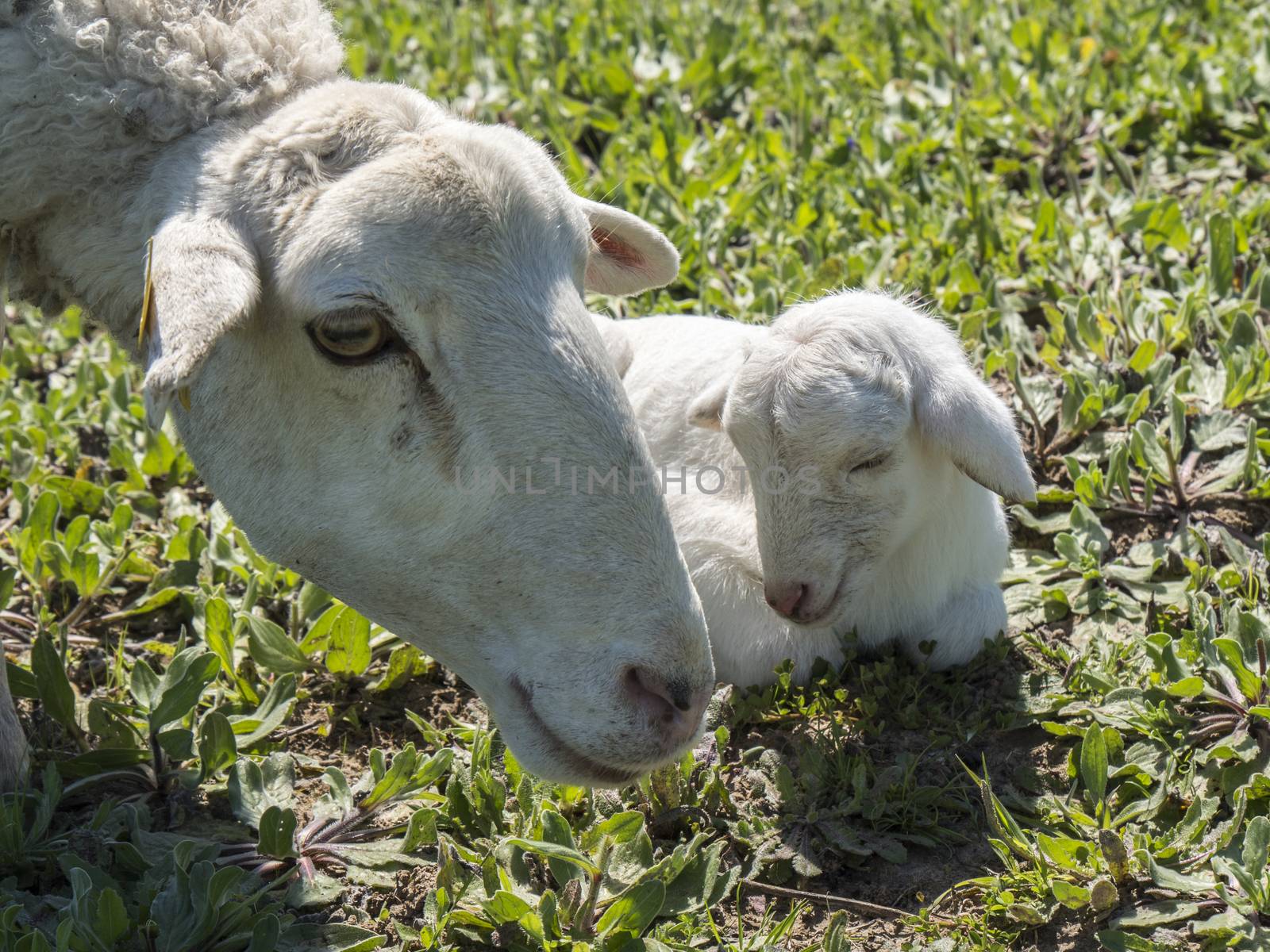 Newborn lamb with his mother in a meadow