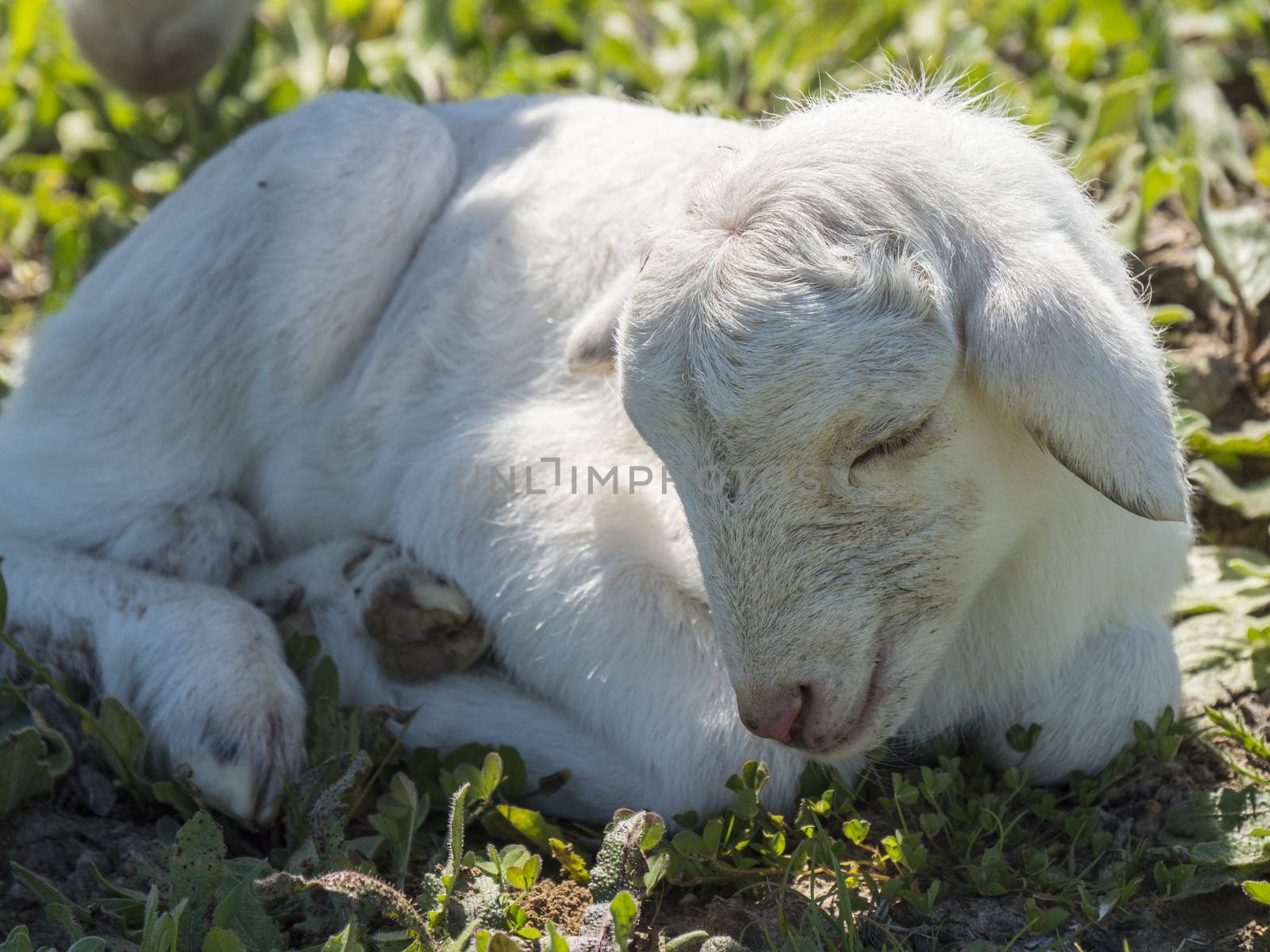 Newborn lamb in a meadow