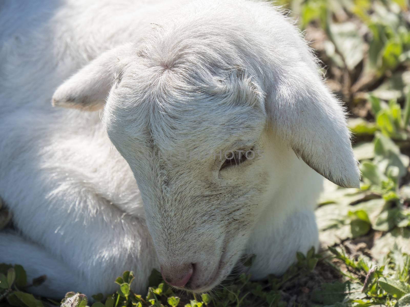 Newborn lamb in a meadow