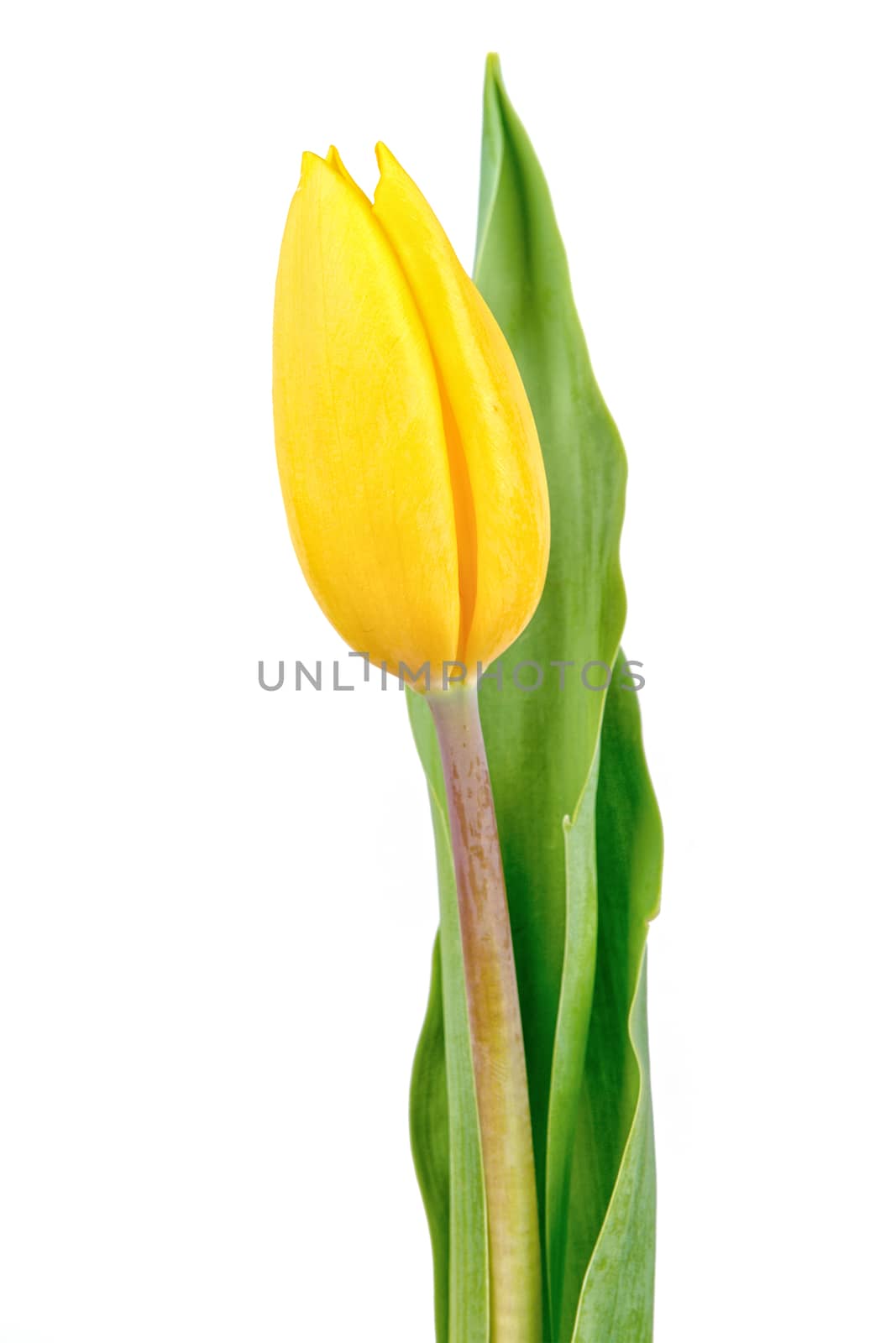 Yellow tulip isolated on a white background