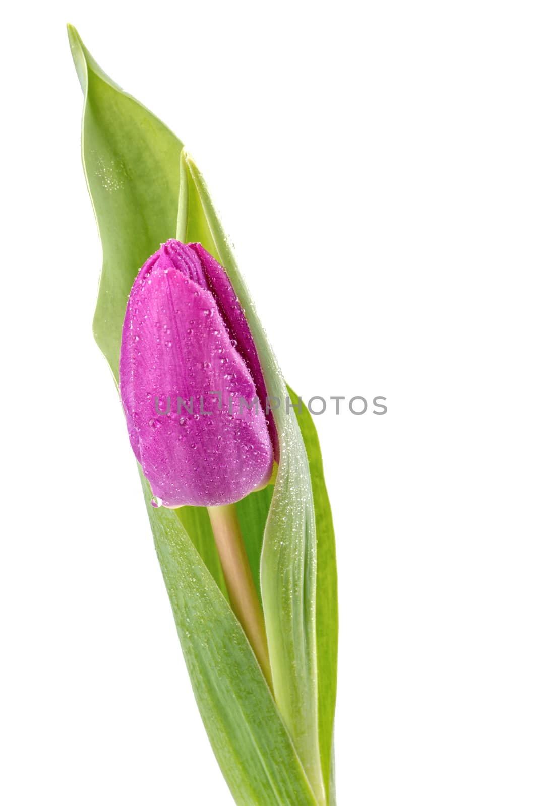 Violet tulip isolated on a white background