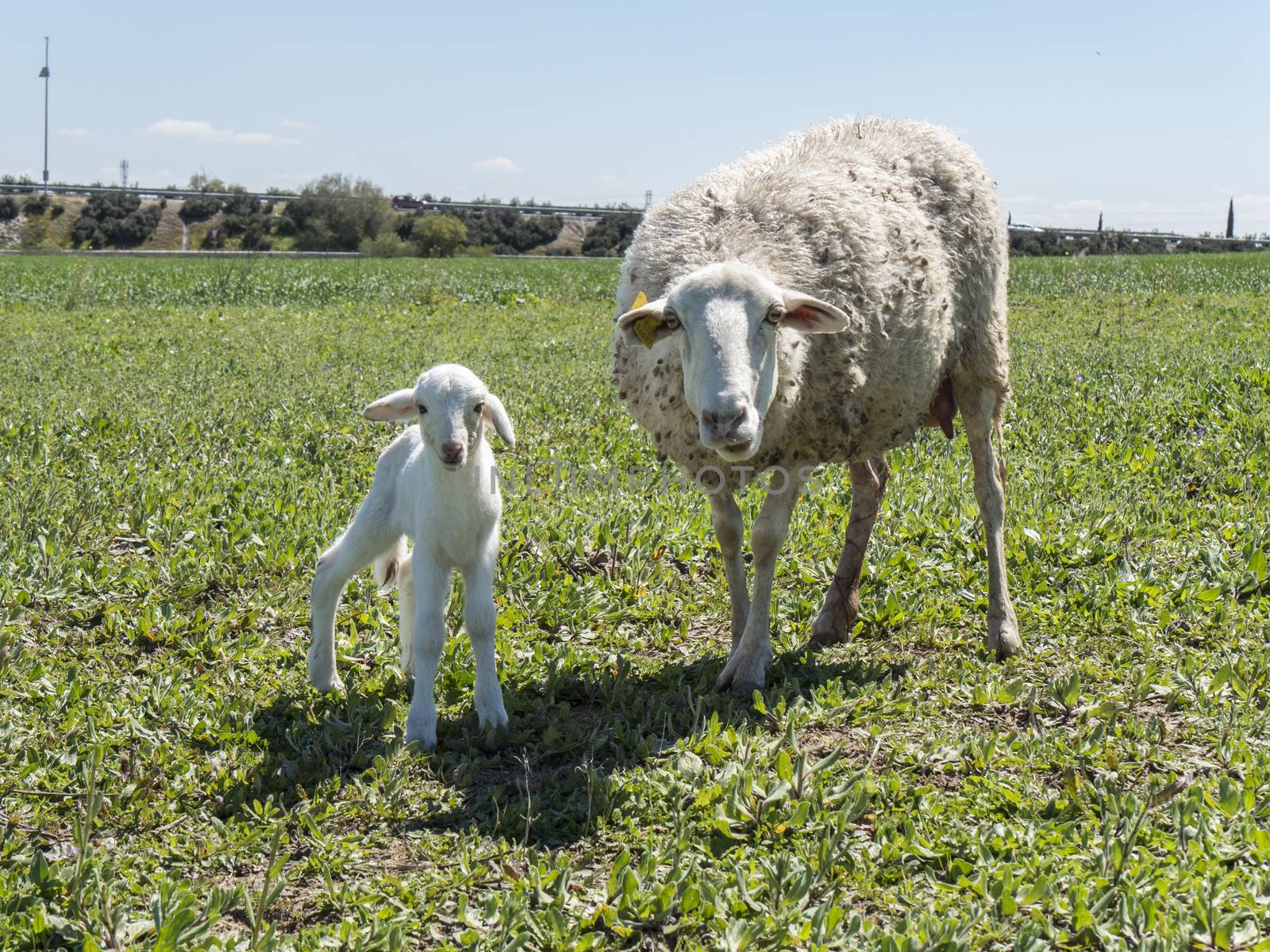 Newborn lamb with his mother in a meadow