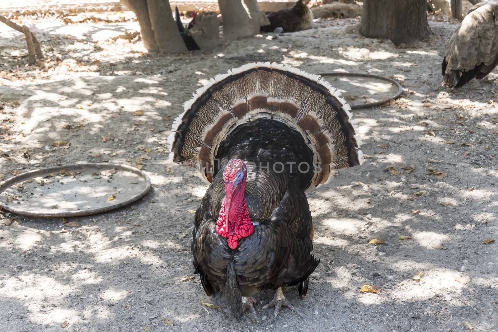 Wild turkey (Meleagris gallopavo)