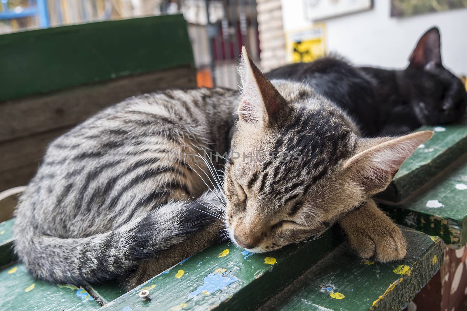 Kittens sleeping sweetly