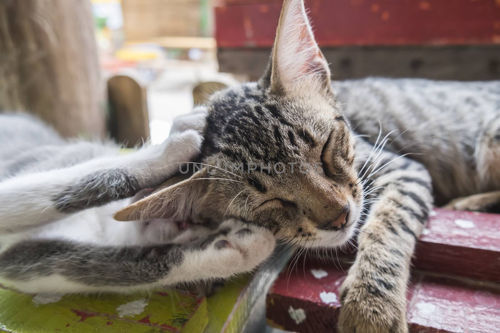 Kittens sleeping sweetly