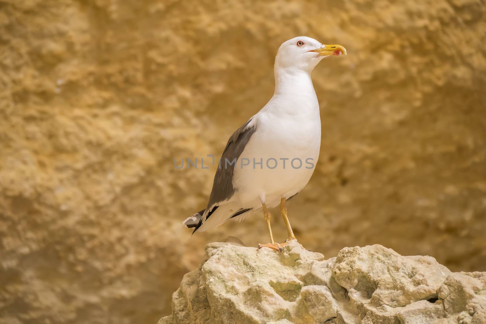 Seagull on a rock watching