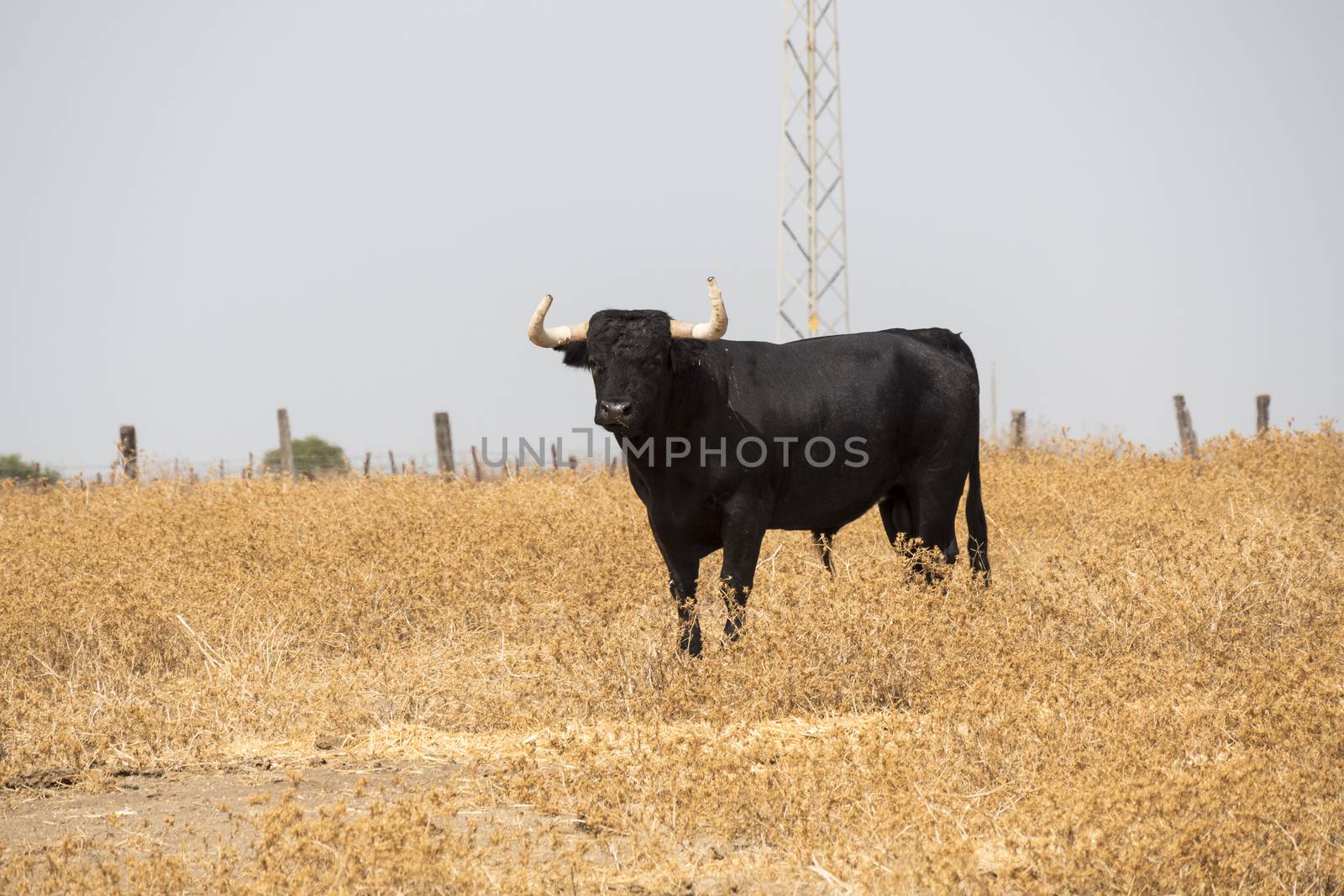 Raging Bull in the countryside