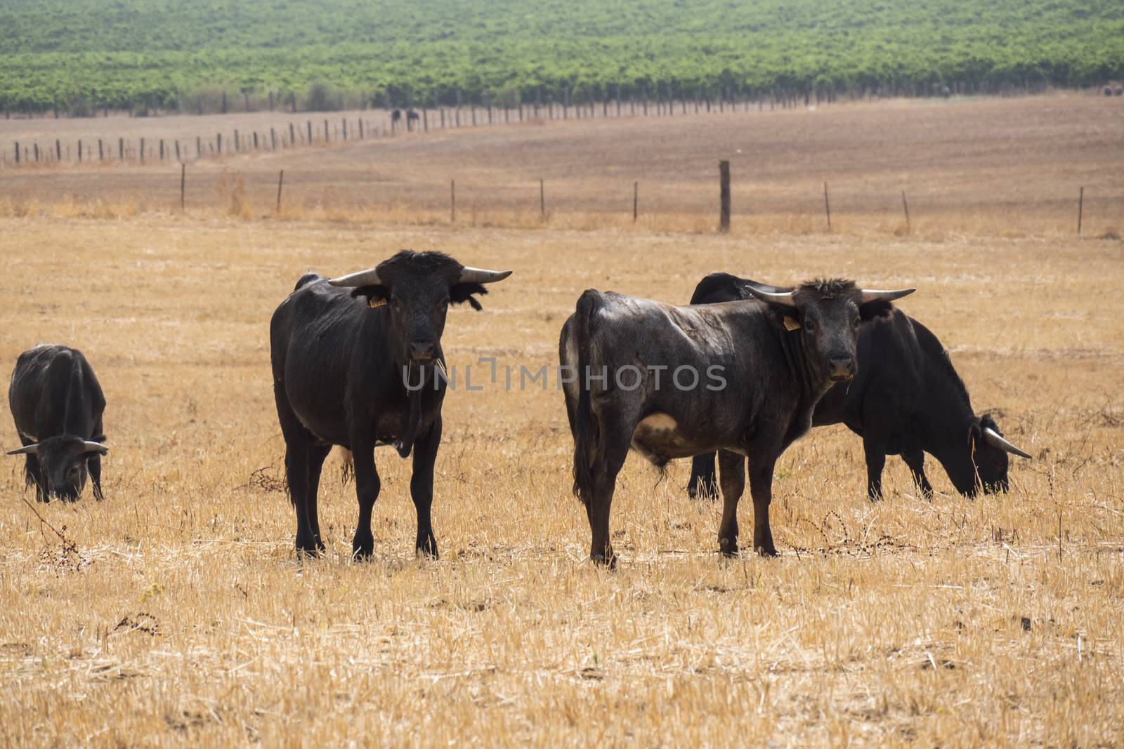 Farm bullring in Seville, Spain