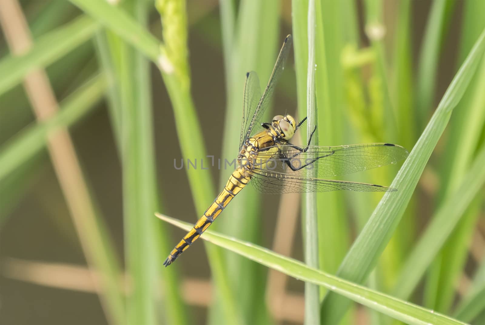 Dragonfly perched on a leaf
