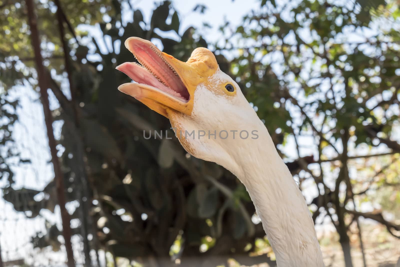 Head of a white Chinese Goose