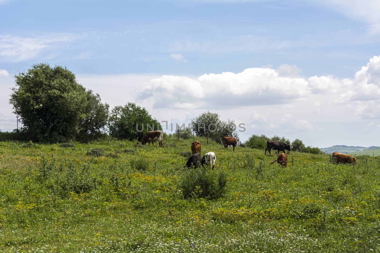 Bulls grazing in the field