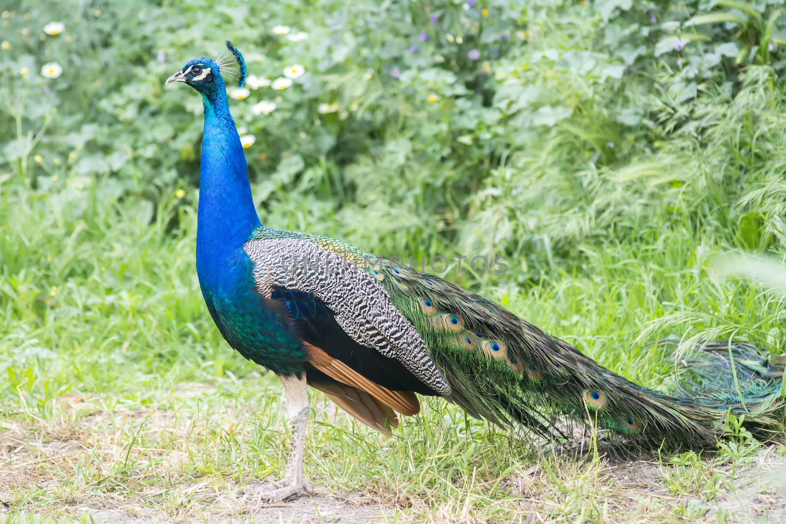 Peacock male in the field (Indian peafowl, blue peafowl or Pavo cristatus)