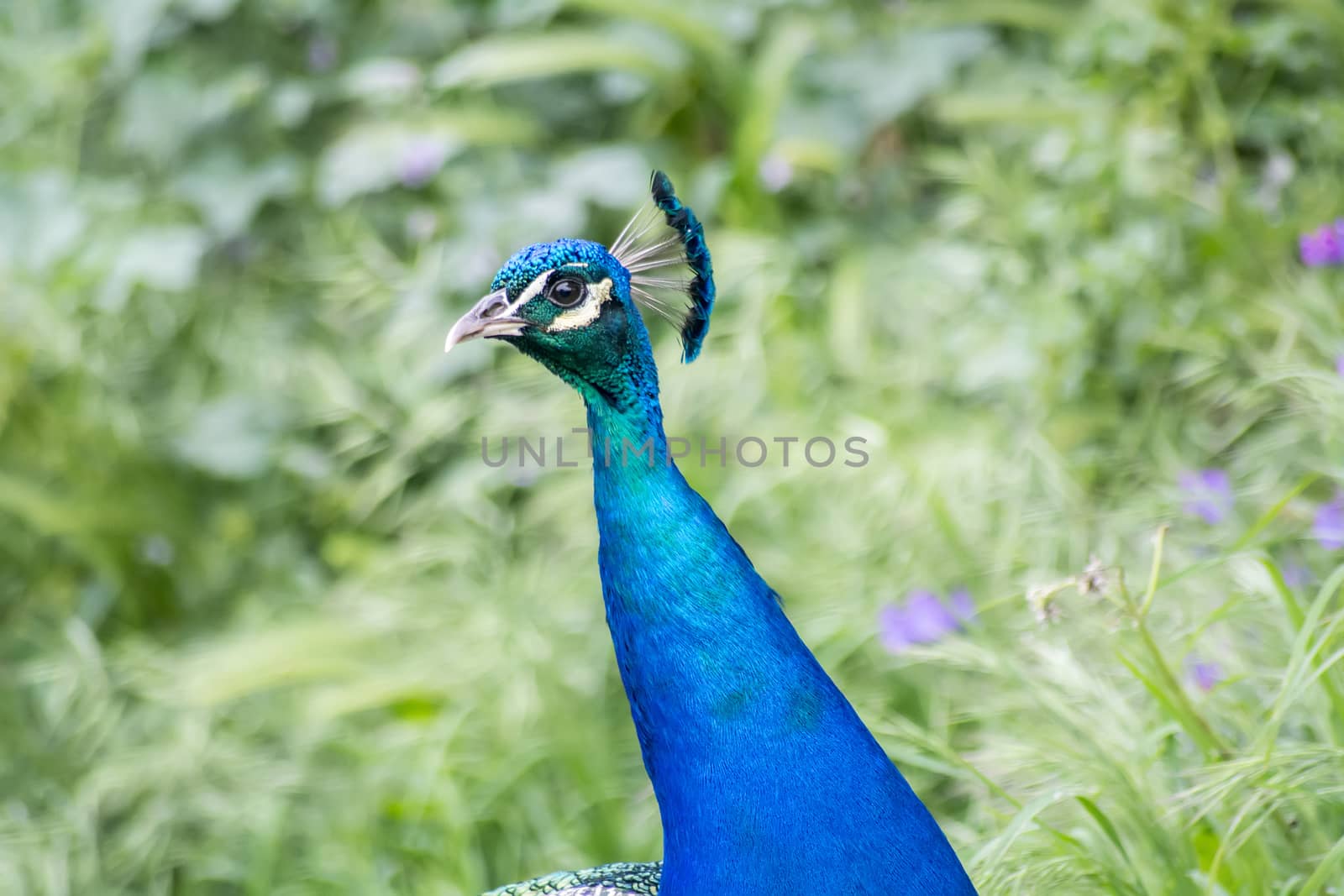Peacock male in the field (Indian peafowl, blue peafowl or Pavo cristatus)