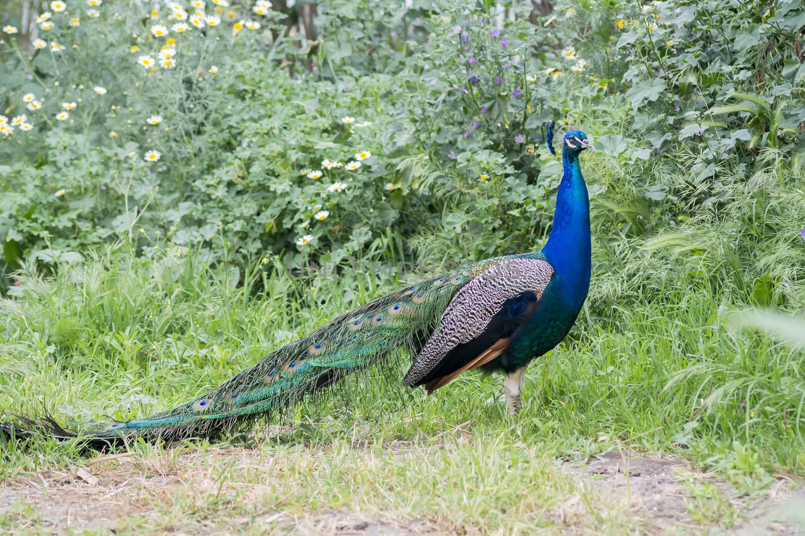 Peacock male in the field (Indian peafowl, blue peafowl or Pavo cristatus)
