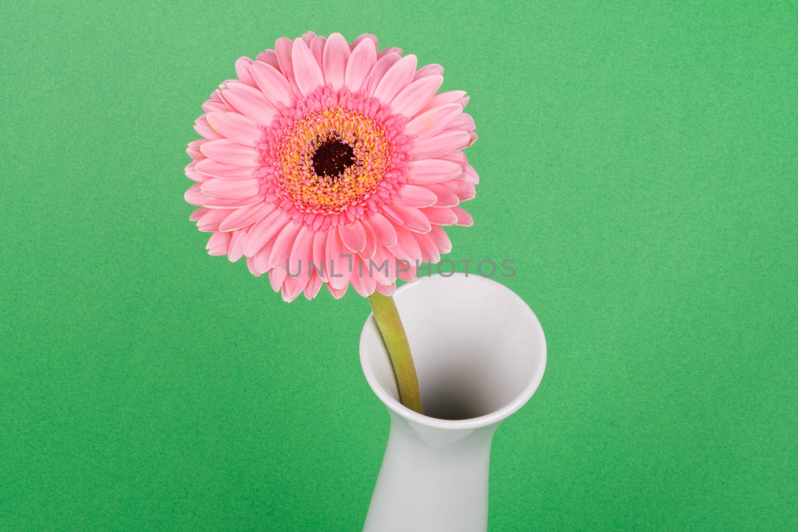 Pink gerber in white vase on a green background